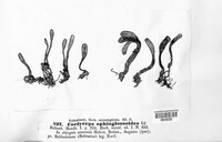 Elaphocordyceps ophioglossoides image
